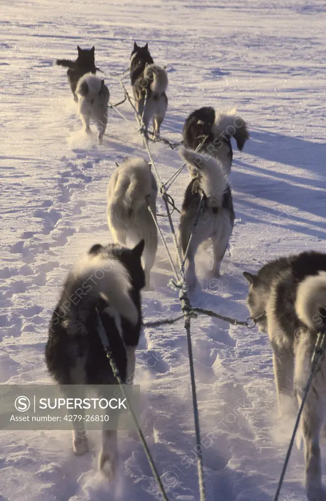 huskies - pulling sledge