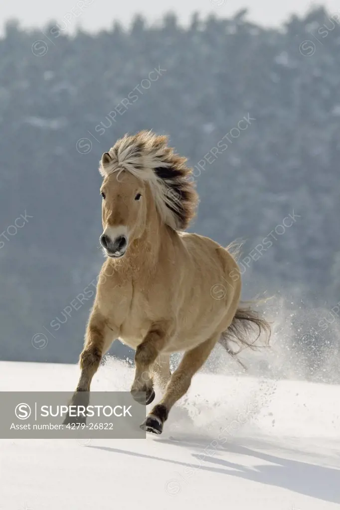 norwegian horse - galloping in snow