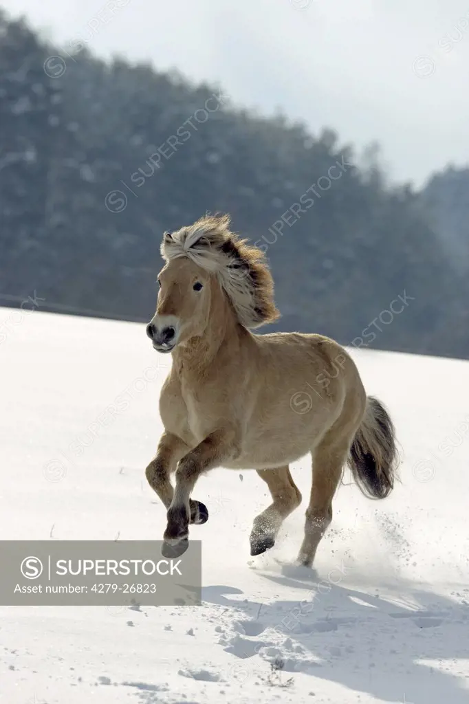 norwegian horse - galloping in snow
