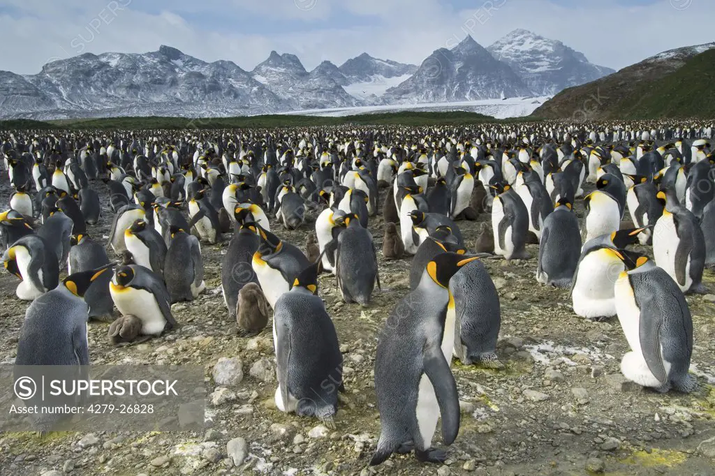 king penguins - colony, Aptenodytes patagonicus