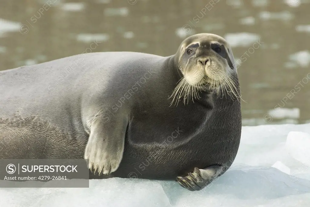 Bearded Seal - lying, Erignathus barbatus