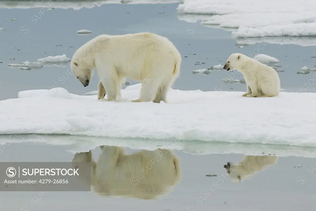 polar bear with cub on ice floe, Ursus maritimus