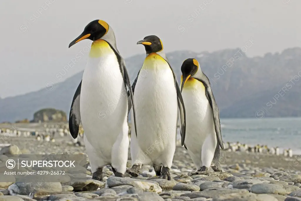 three king penguins - walking, Aptenodytes patagonicus