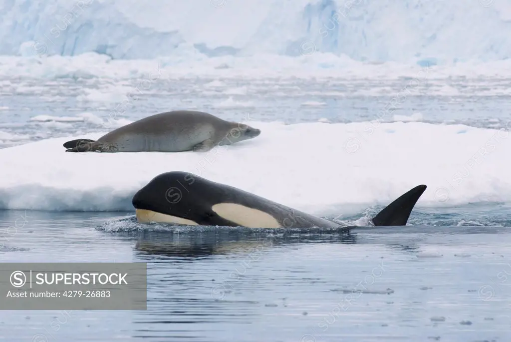 Crabeater seal on ice floe next to Orca