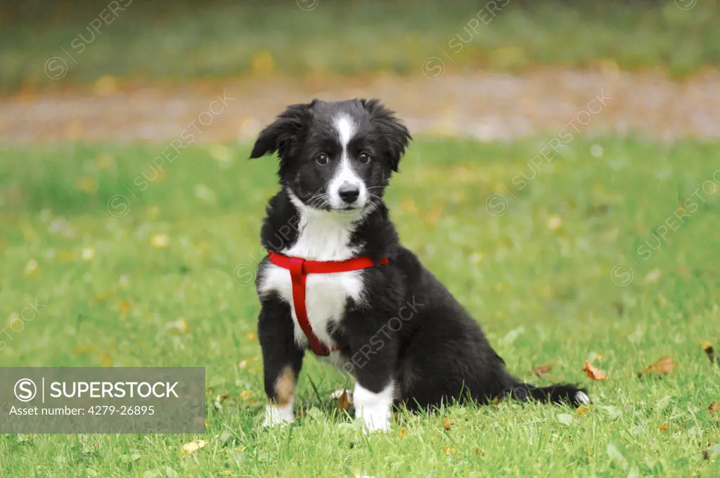 Miniature Australian Shepherd puppy - sitting on meadow
