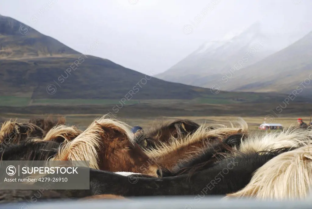 Icelandic horses - herd