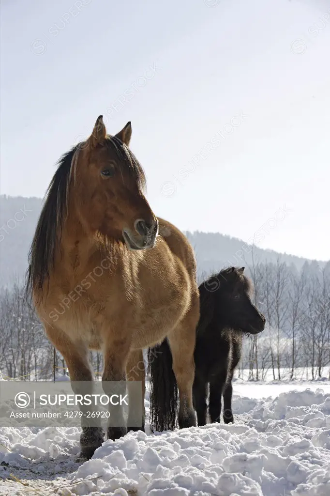 cold-blood horse and Shetland Pony in snow