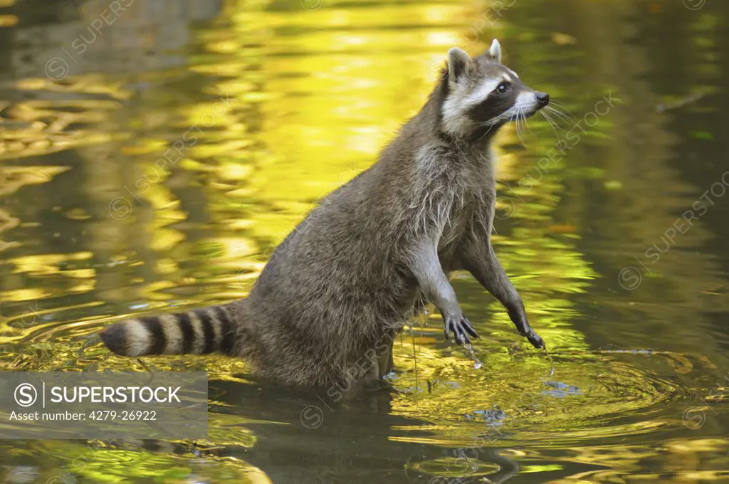 raccoon - standing in water