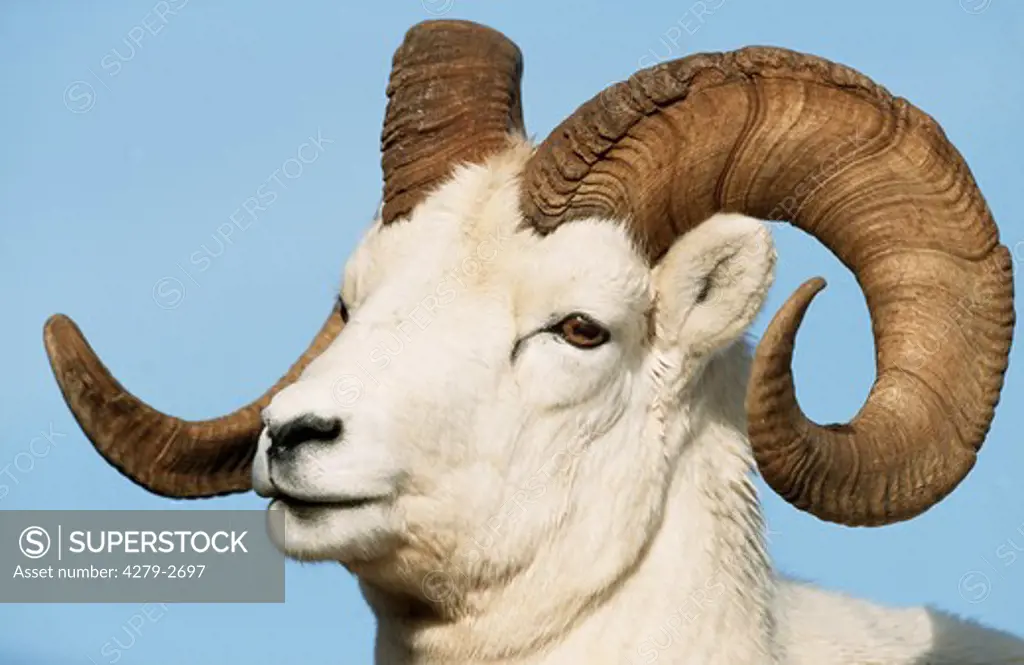 ovis dalli, dall's sheep, white sheep