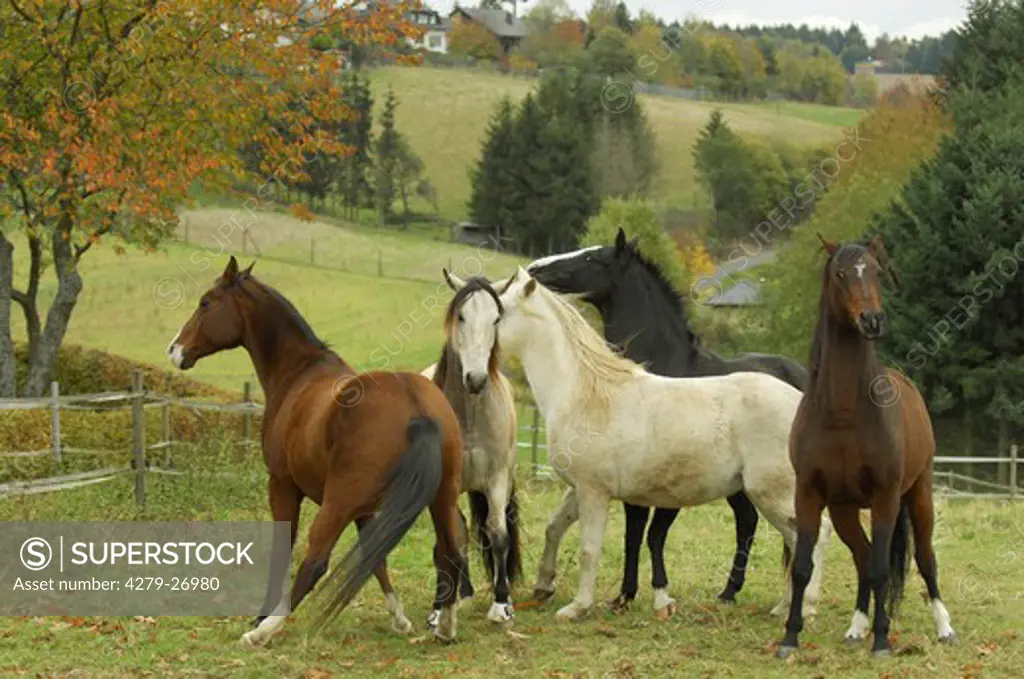 different horses on meadow