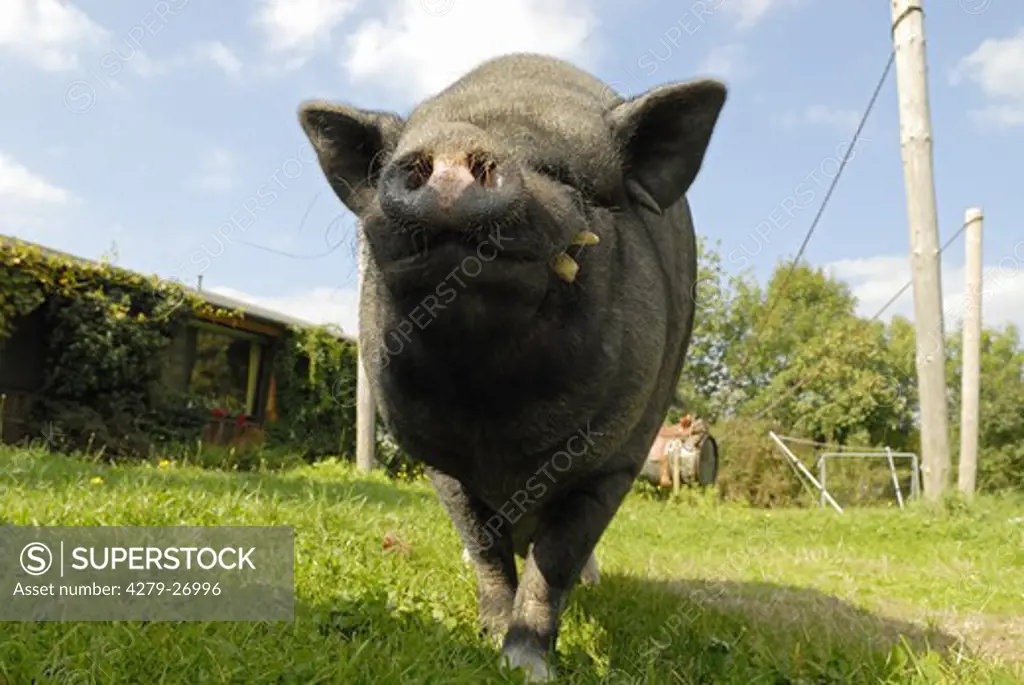 pot-bellied pig on meadow
