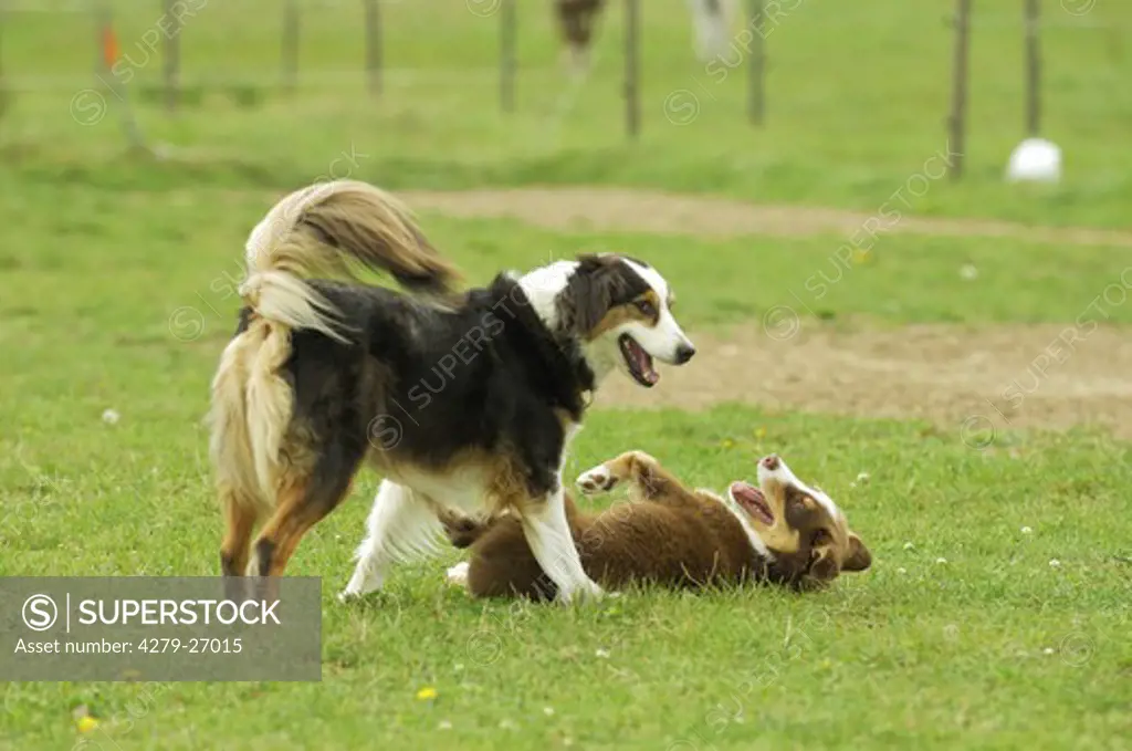 Australian Shepherd and puppy - playing