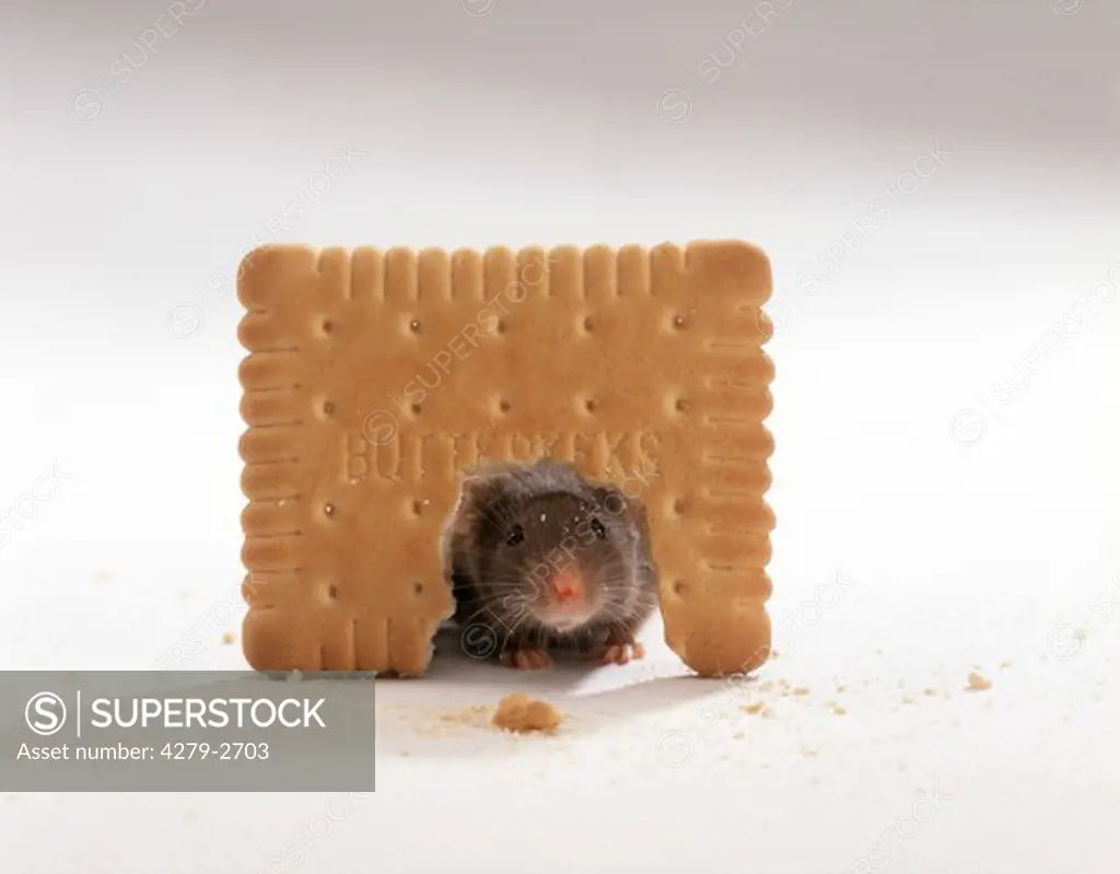 mouse looking through hole in biscuit