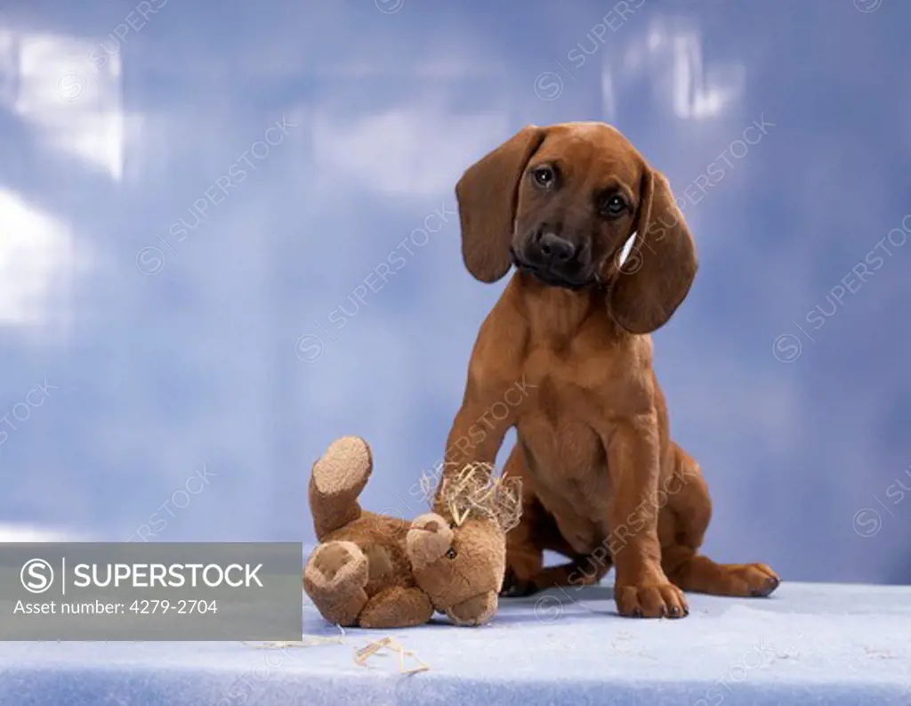 puppy has bitten its toy