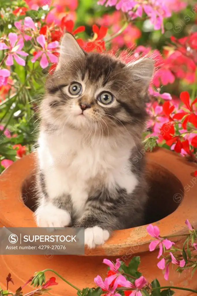 kitten in flowerpot