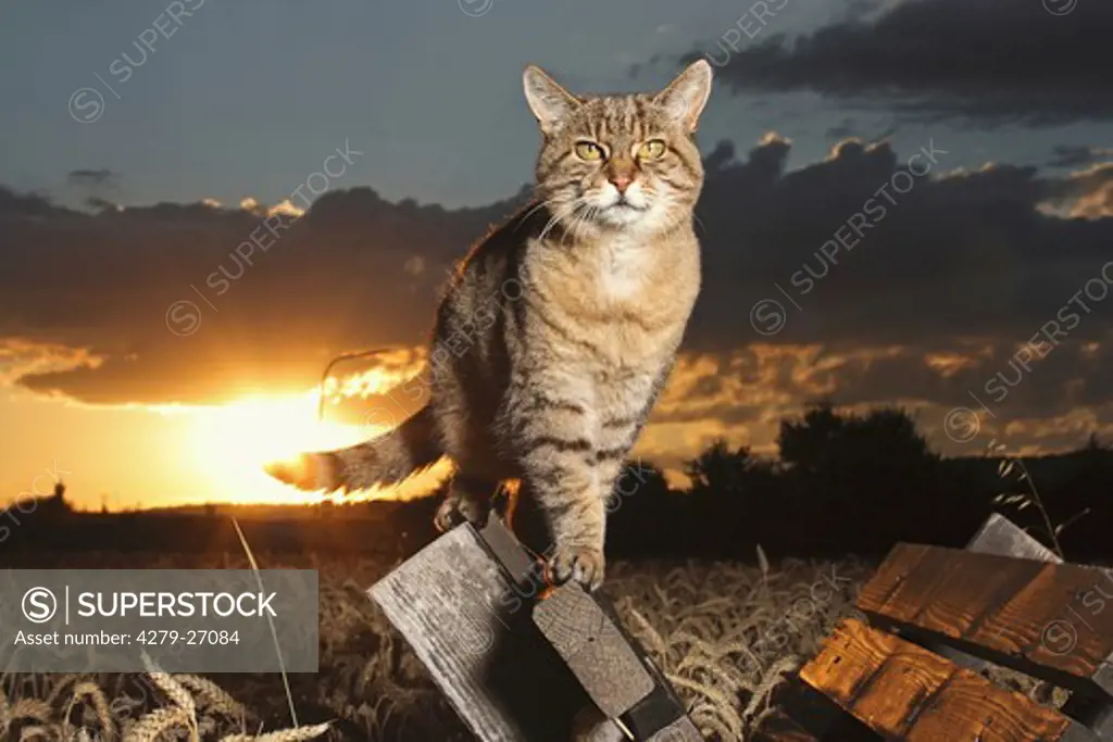tabby domestic cat - standing on wooden board
