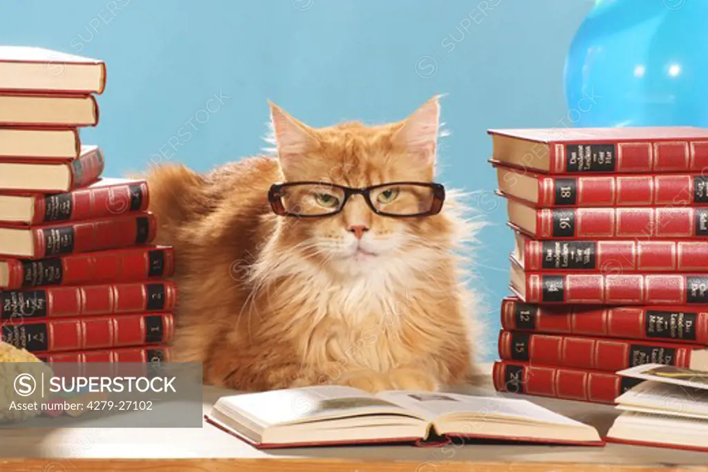 Maine Coon - lying in between books