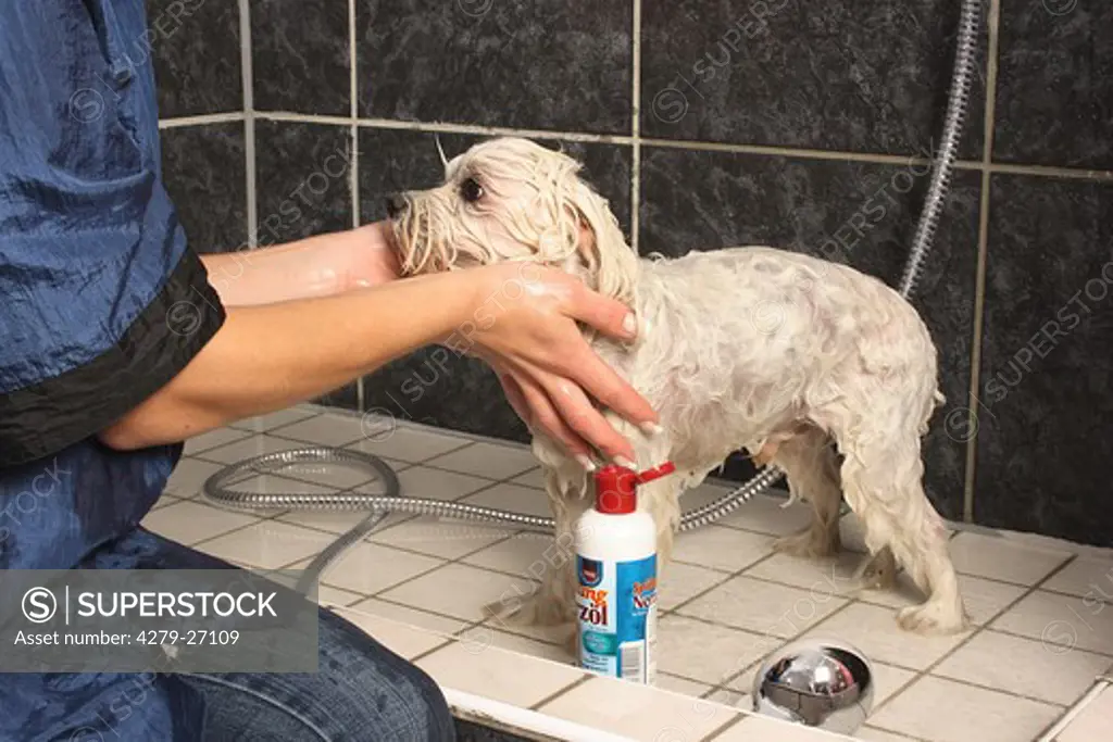 Maltese dog - being soaped