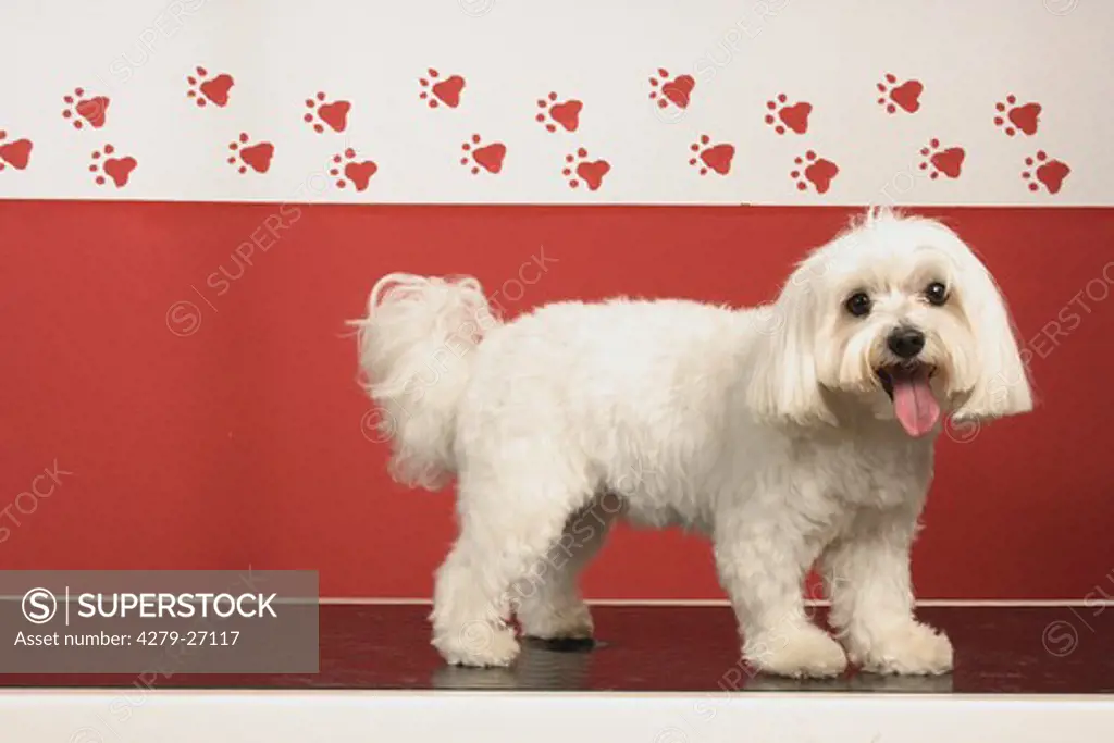 Maltese dog - standing