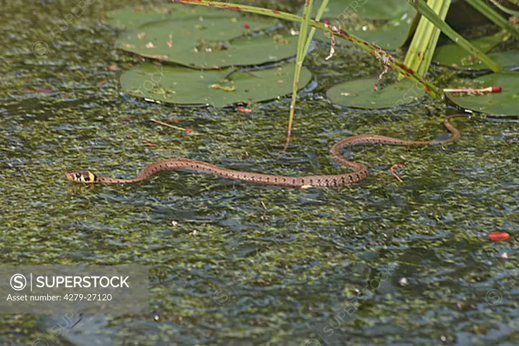 grass snake - swimming in water