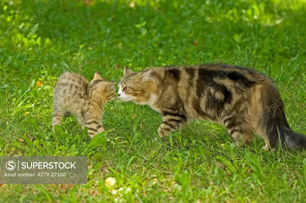 cat encounter : Maine Coon and British Shorthair kitten