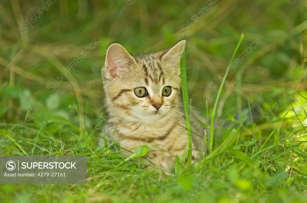 British Shorthair kitten - lying on meadow