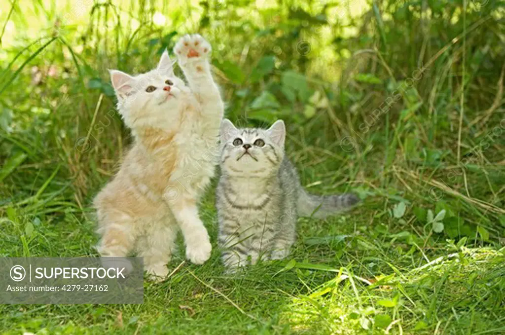 Maine Coon kitten and British Shorthair kitten on meadow