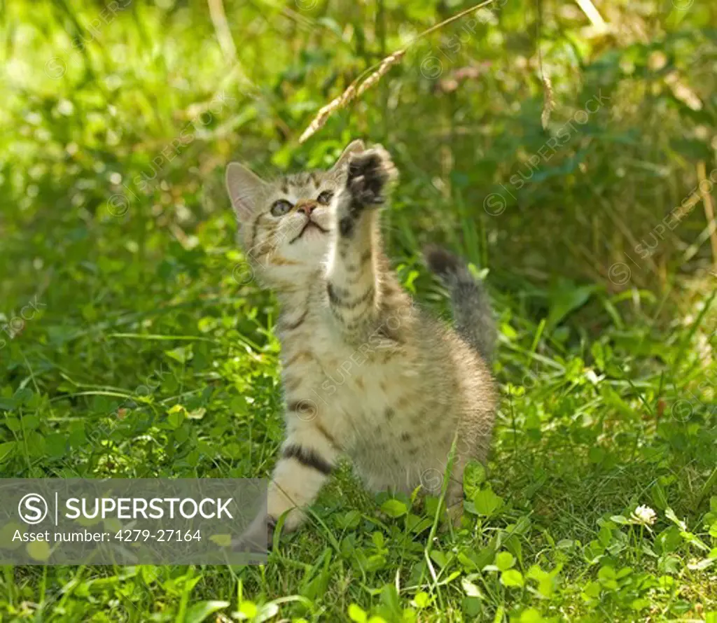British Shorthair kitten on meadow