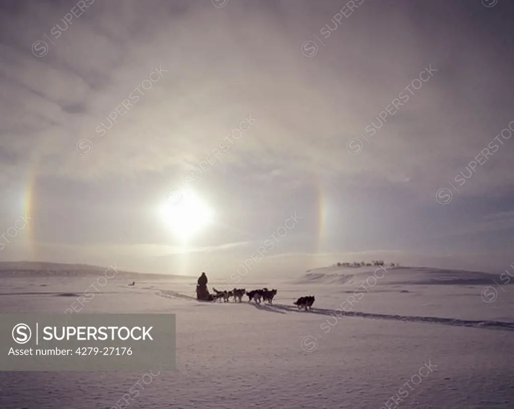 Siberian Huskies - pulling sledge