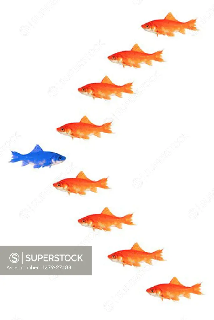goldfishes - formation