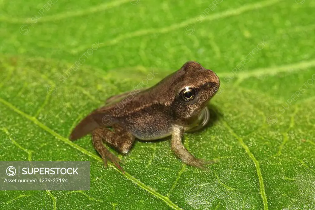 development - common frog - phase 3