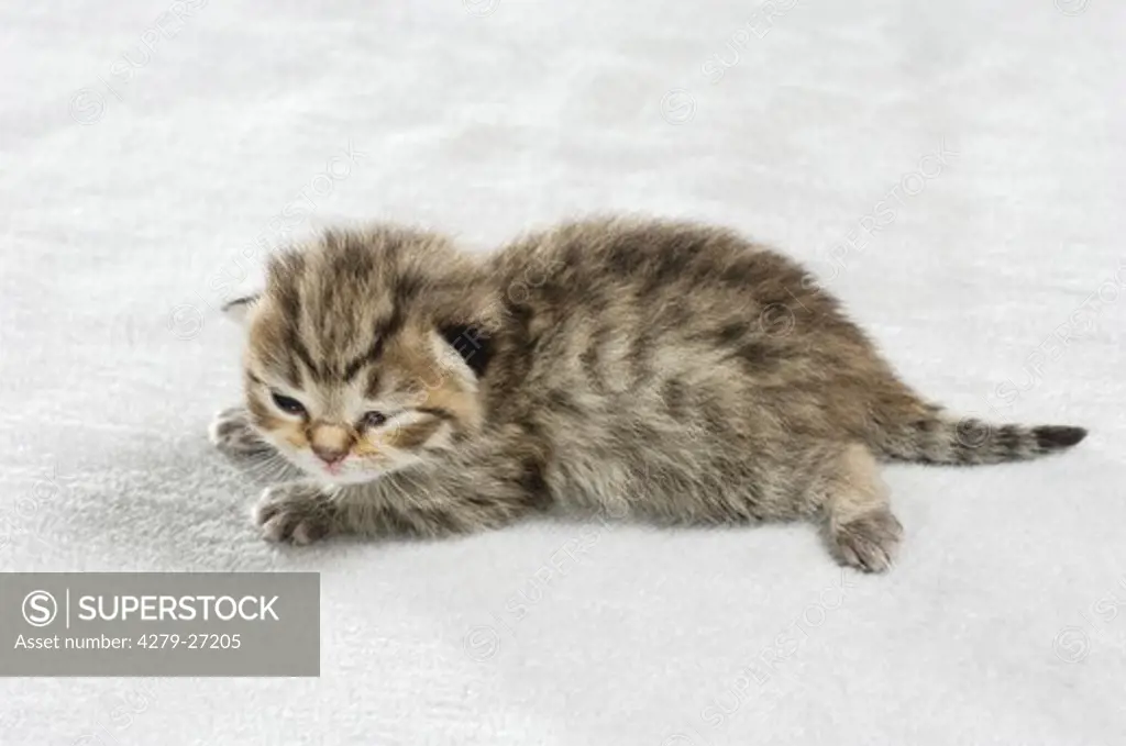 British Shorthair kitten (eight days) - lying on blanket