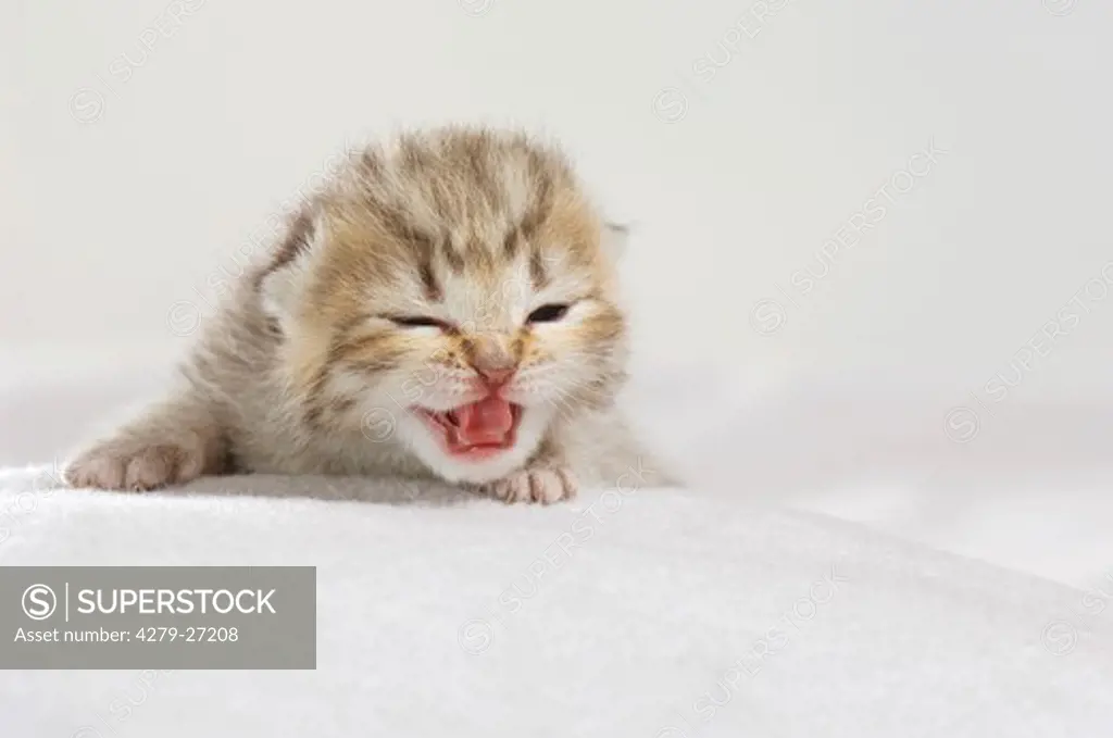 British Shorthair kitten (eight days) - lying on blanket