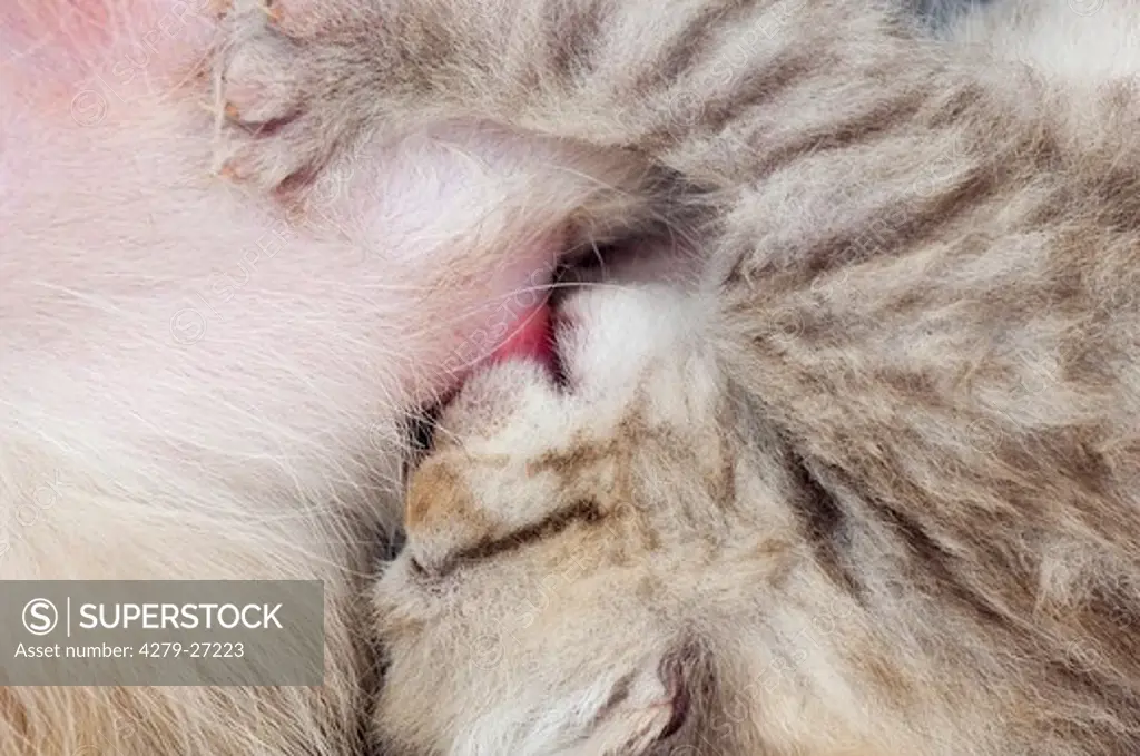 British Shorthair cat suckling kitten (11 days)