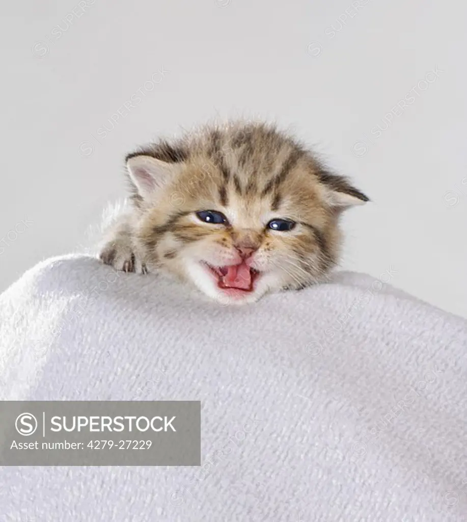 British Shorthair kitten (16 days)