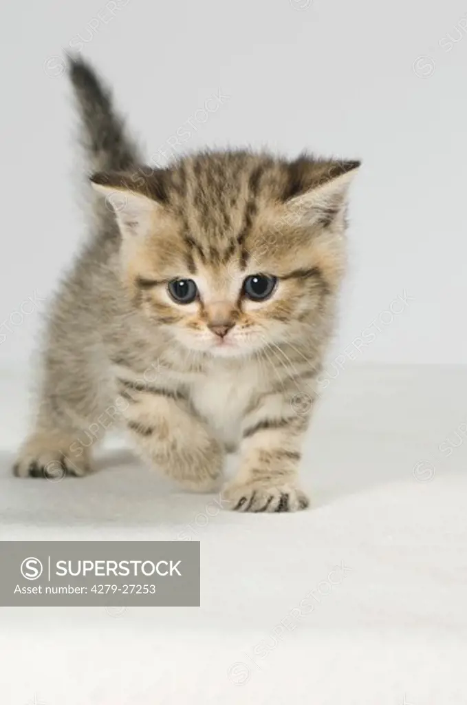 British Shorthair kitten (four weeks) - walking