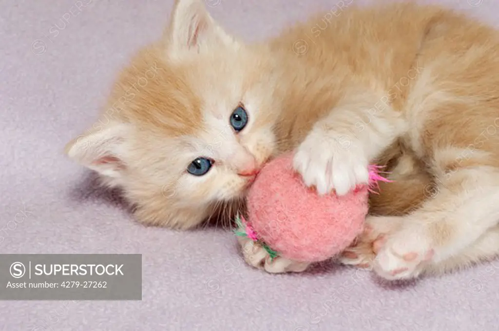 Maine Coon kitten playing with ball