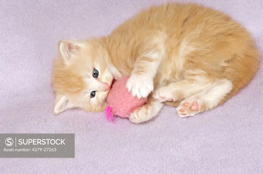 Maine Coon kitten playing with ball