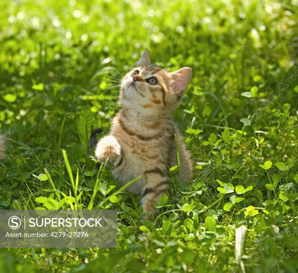 British Shorthair kitten (ten weeks) - sitting on meadow