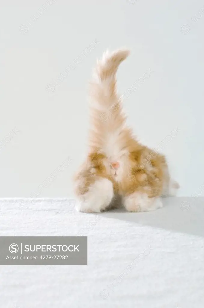 Maine Coon kitten six weeks - cut out