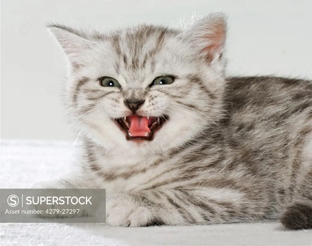 British Shorthair kitten six weeks - miaowing