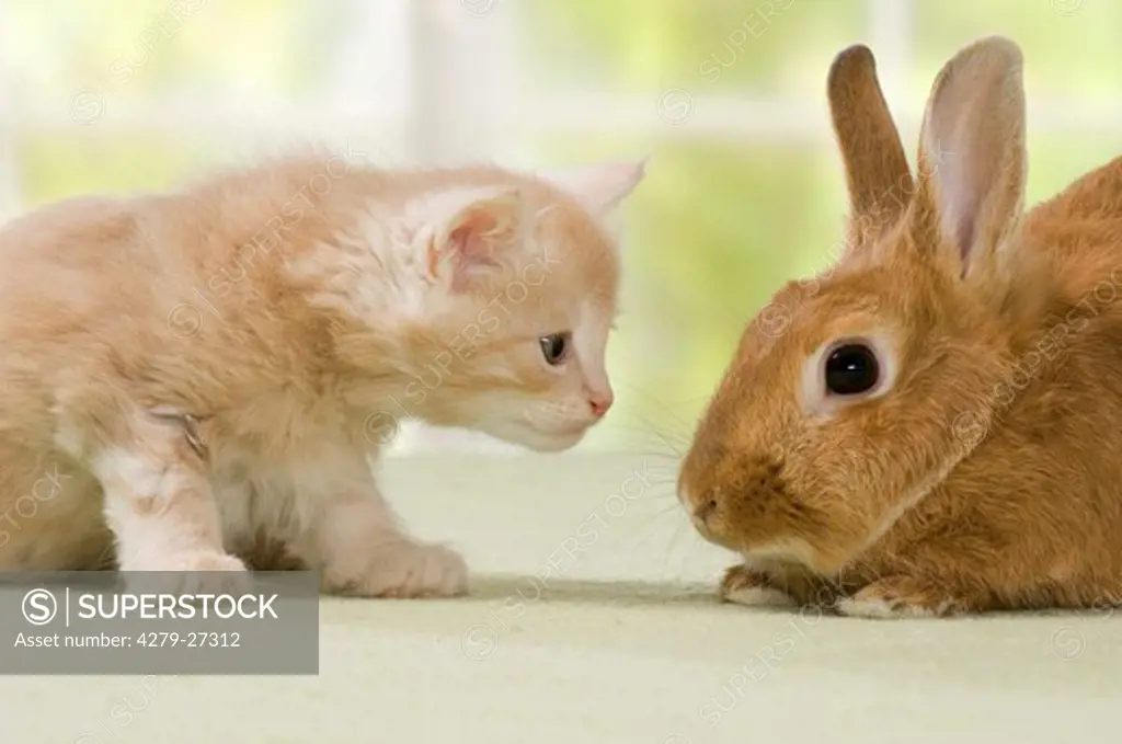 animal friendship: Maine Coon kitten seven weeks and red dwarf rabbit