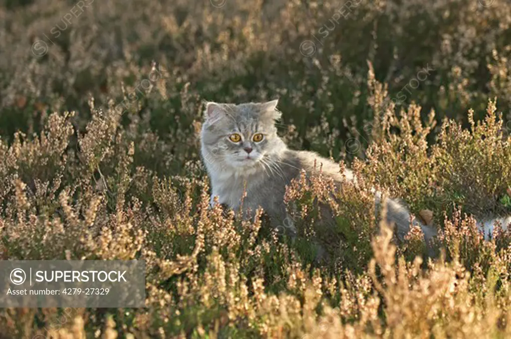 cat in the heath