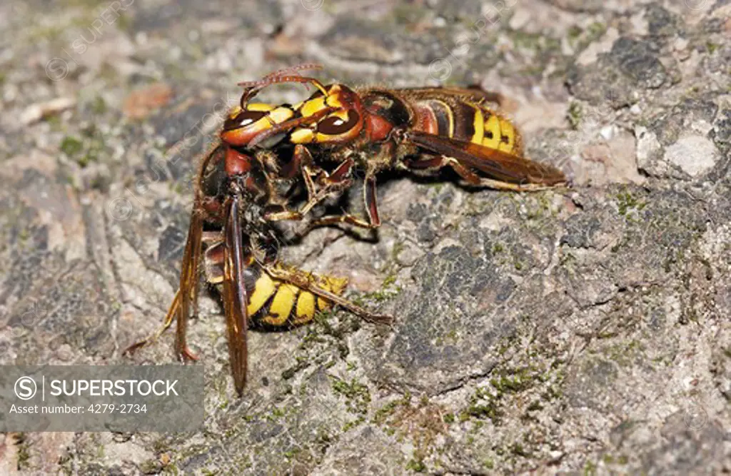 two wasps fighting