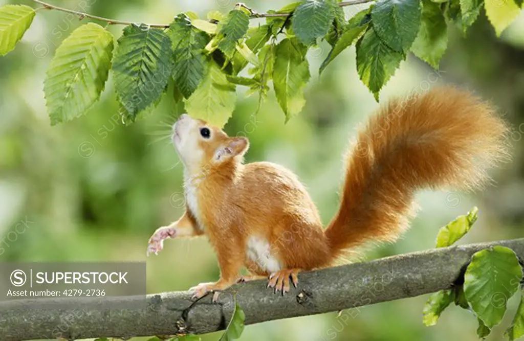 European red squirrel on hazel-nut tree