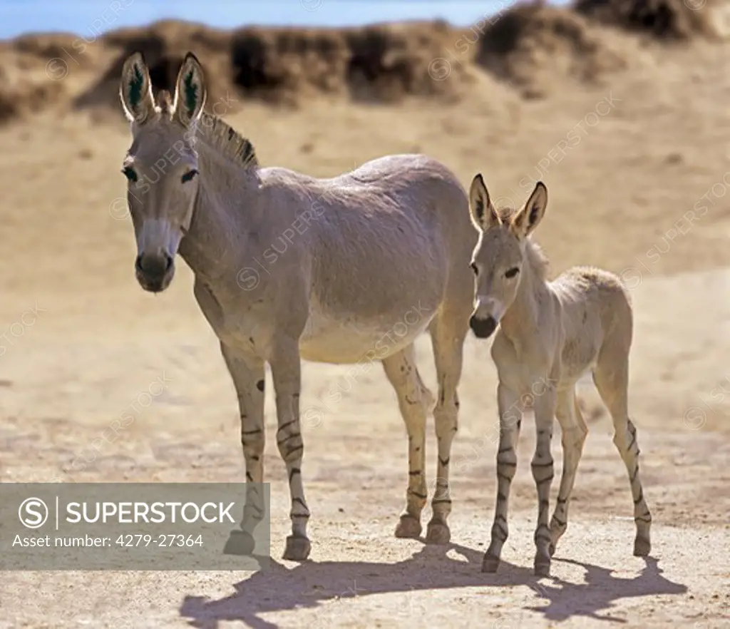 Somali Wild Ass with foal - standing, Equus africanus somalicus