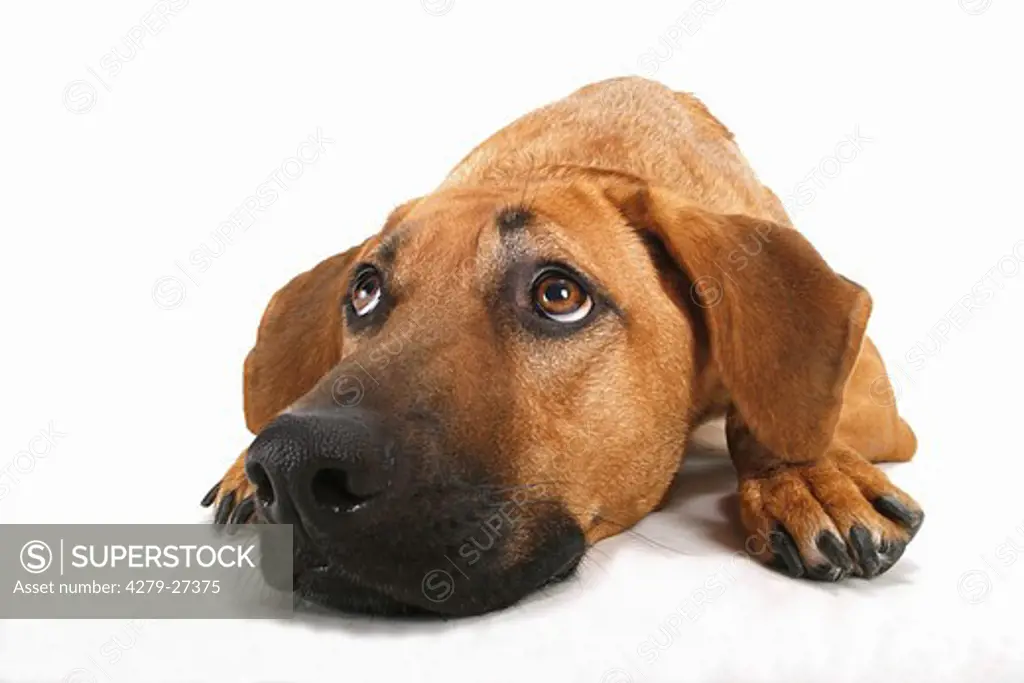 half breed dog - lying - cut out