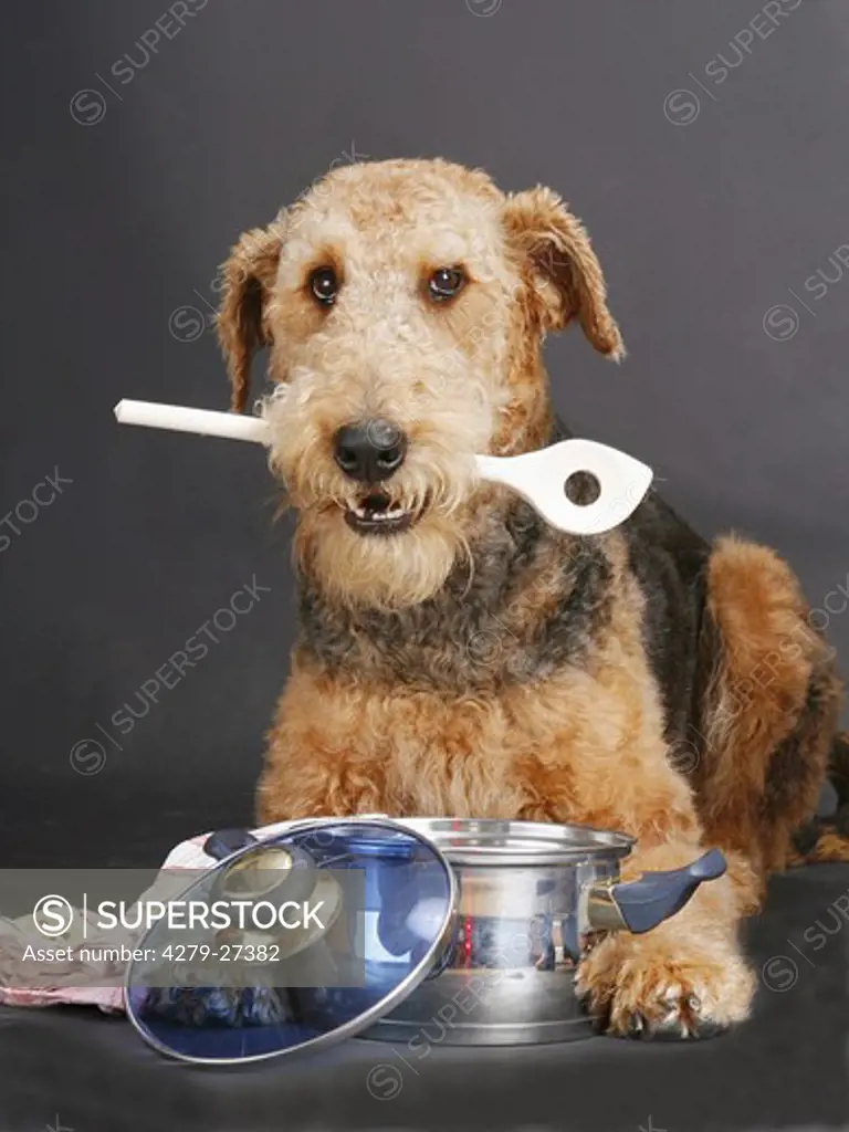 Airedale Terrier with cooking spoon in muzzle