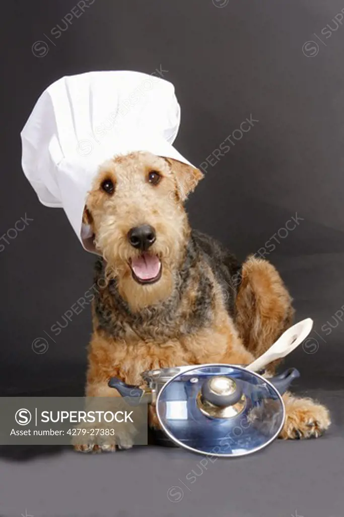 Airedale Terrier with chef's cap and cooking pot