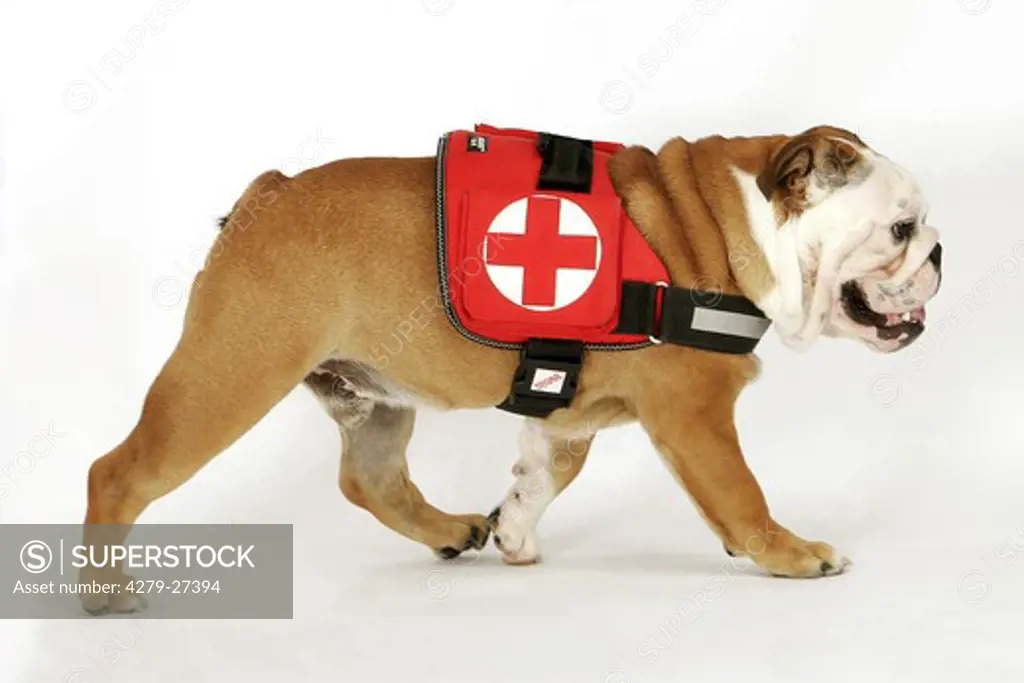 English Bulldog - rescue dog